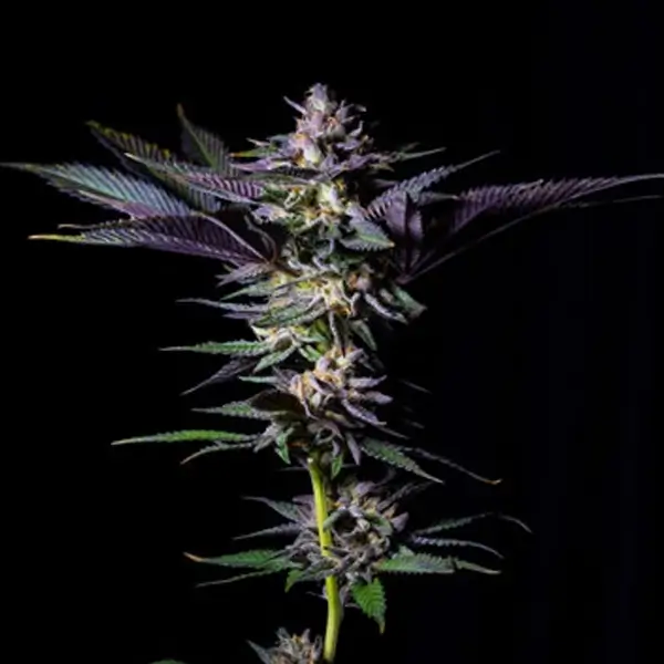 Rotten Rainbow Feminized – Alchimia Grow Shop