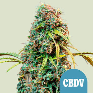 Royal CBDV Automatic – Royal Queen Seeds