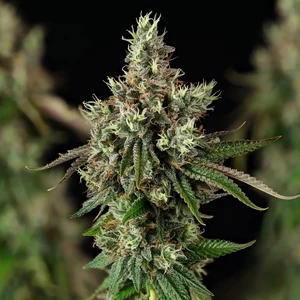 Royal Cookies – Royal Queen Seeds