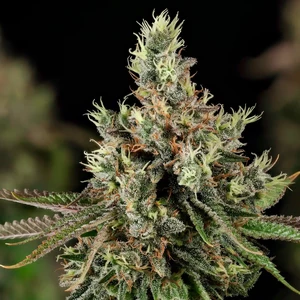 Royal Cookies – Royal Queen Seeds