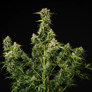 Royal Creamatic – Royal Queen Seeds