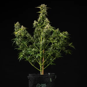 Royal Creamatic – Royal Queen Seeds