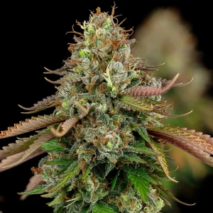 Royal Highness – Royal Queen Seeds