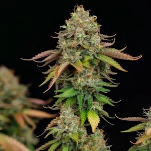 Royal Highness – Royal Queen Seeds