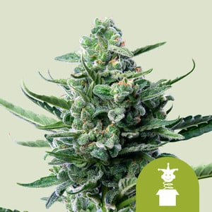 Royal Jack Auto – Royal Queen Seeds