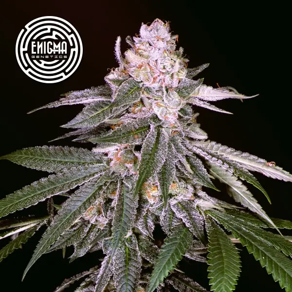 Rozay Feminized – Alchimia Grow Shop