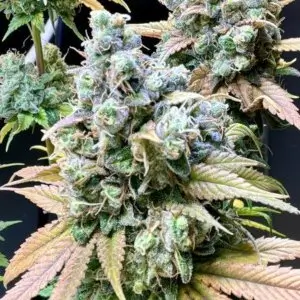 RS11 Feminized – Alchimia Grow Shop