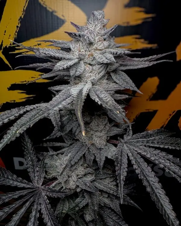 Rubicite Feminized – Alchimia Grow Shop