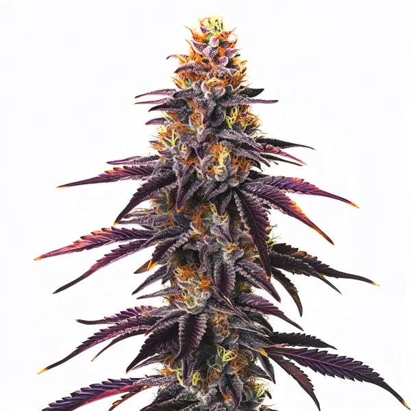 Runtz – Blimburn Seeds
