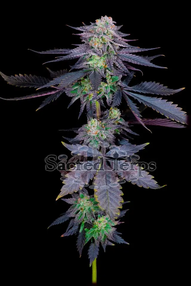 Runtz Feminized – Alchimia Grow Shop