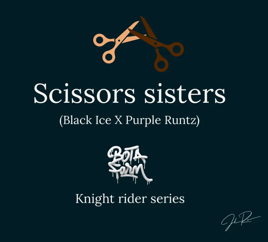 Scissors Sisters Feminized – Alchimia Grow Shop