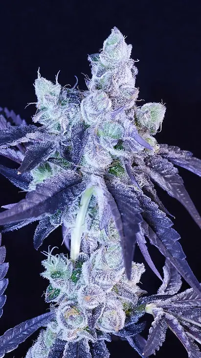 Scissors Sisters Feminized – Alchimia Grow Shop