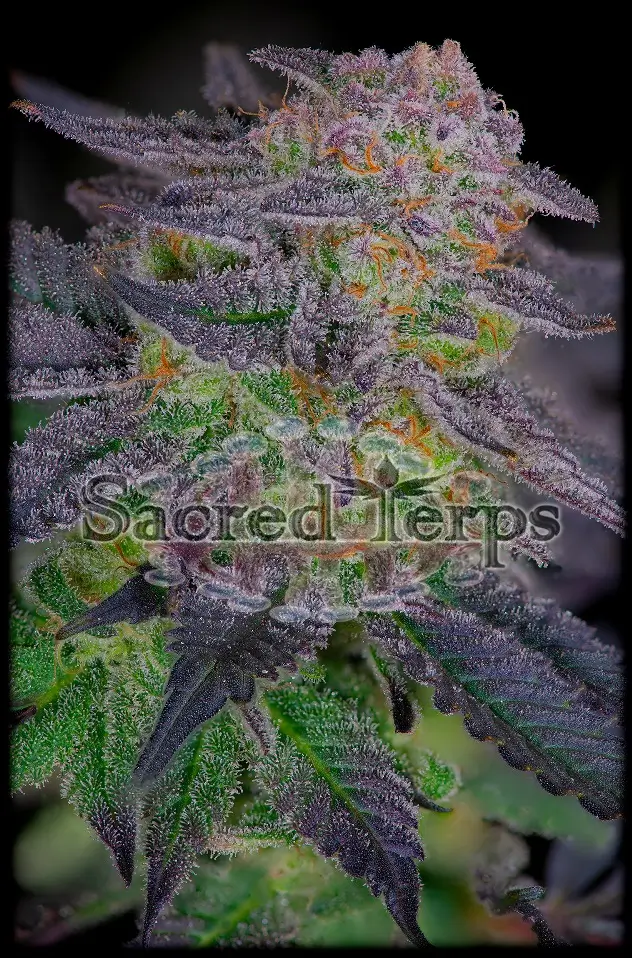 Sherbanger #22 Feminized – Alchimia Grow Shop