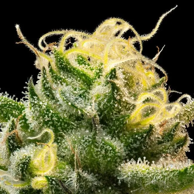 Sherbanger Feminized – Alchimia Grow Shop
