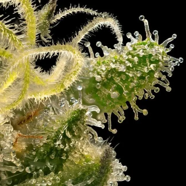 Sherbanger Feminized – Alchimia Grow Shop
