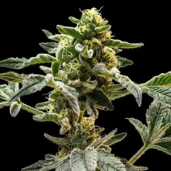 Sherbanger Feminized – Alchimia Grow Shop
