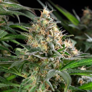 Sherbet Queen – Royal Queen Seeds