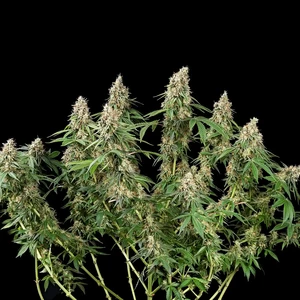 Shining Silver Haze – Royal Queen Seeds