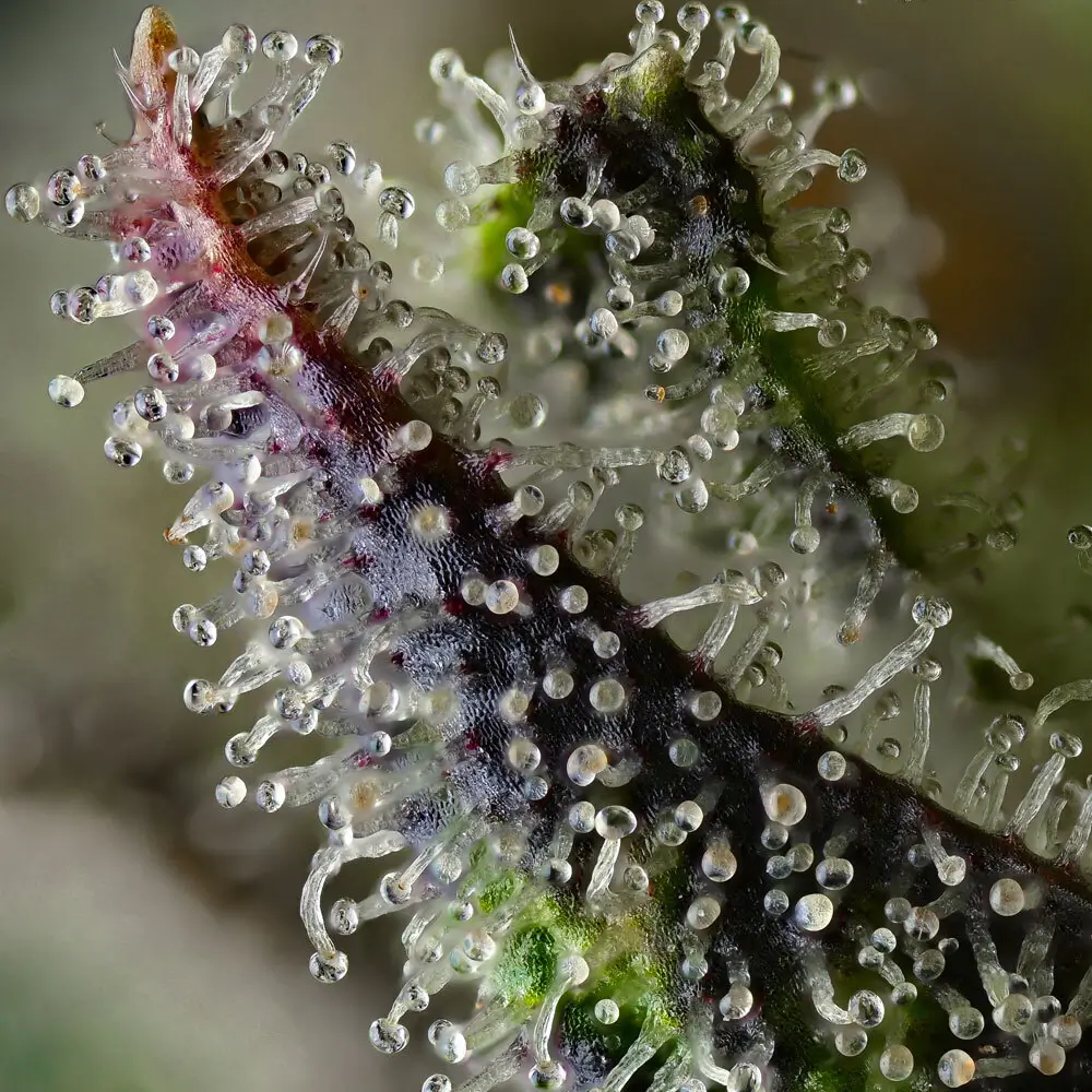 Skunk #1 Regular Regular – Alchimia Grow Shop