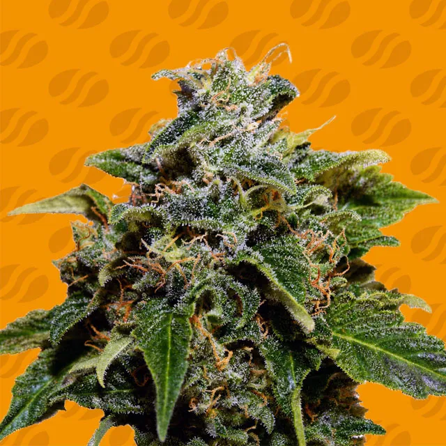 Skunk – Original Sensible Seeds