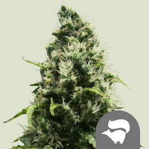 Skunk XL Regular – Royal Queen Seeds