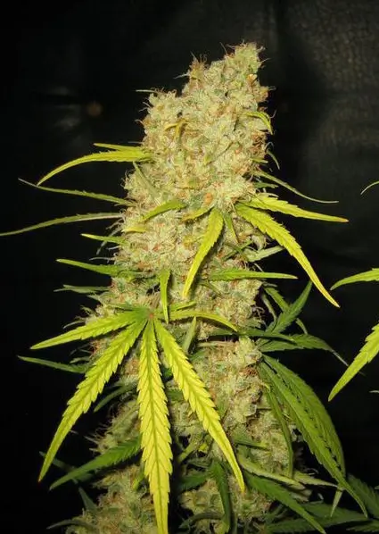 Skunk Special Feminized – Alchimia Grow Shop