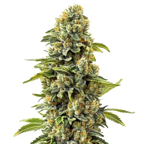 Skunk #1 – Blimburn Seeds