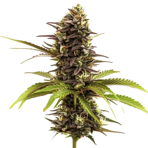 Sleepy Joe – Blimburn Seeds
