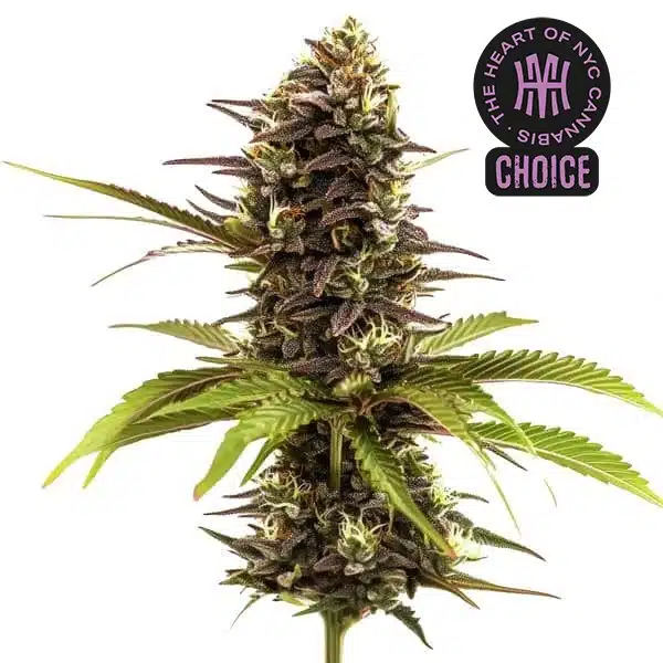 Sleepy Joe HMC Edition – Blimburn Seeds