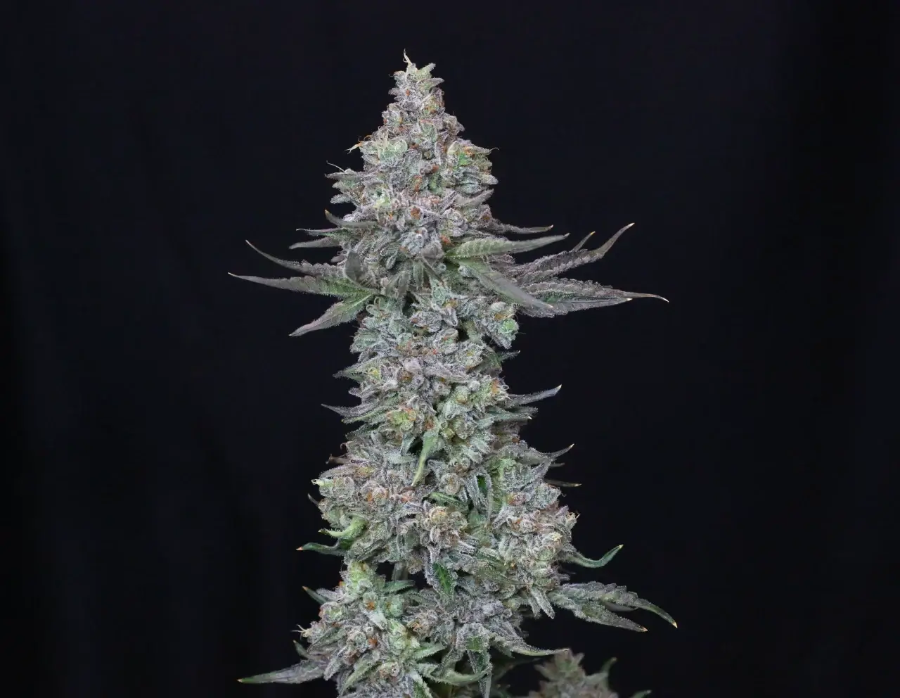 Slipstream Feminized – Alchimia Grow Shop