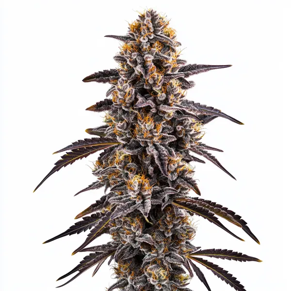 Slurty 3 – Blimburn Seeds