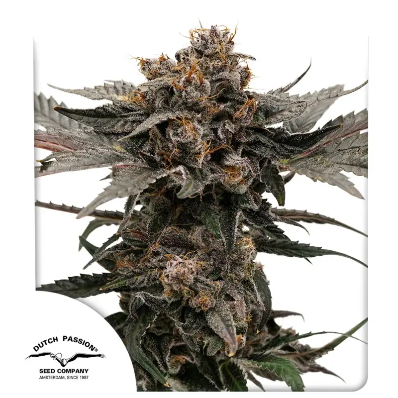 Slush Mint Cake Auto Autoflower – Alchimia Grow Shop
