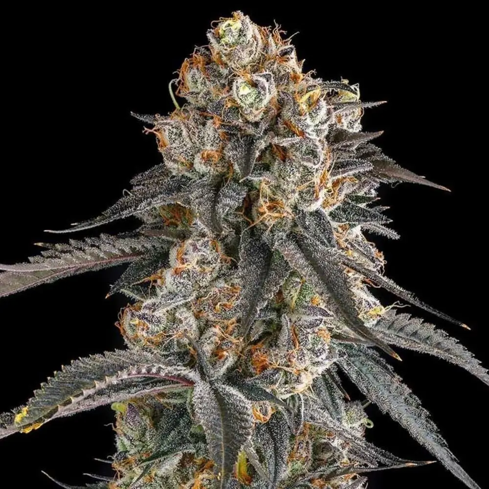 Solazo Feminized – Alchimia Grow Shop