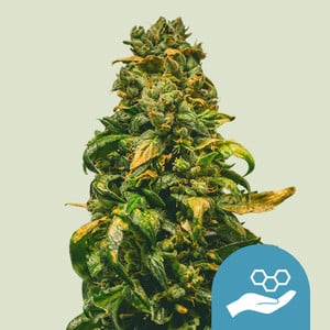 Solomatic CBD – Royal Queen Seeds