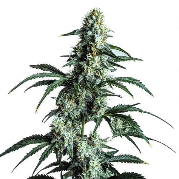 Sour Diesel – Blimburn Seeds
