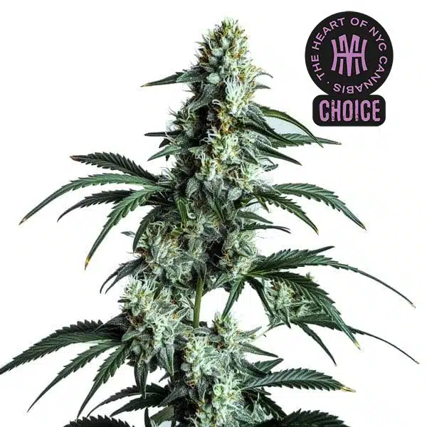 Sour Diesel HMC Edition – Blimburn Seeds