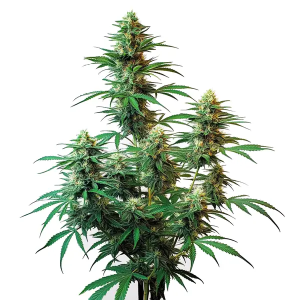 Sour Diesel Autoflower – Blimburn Seeds