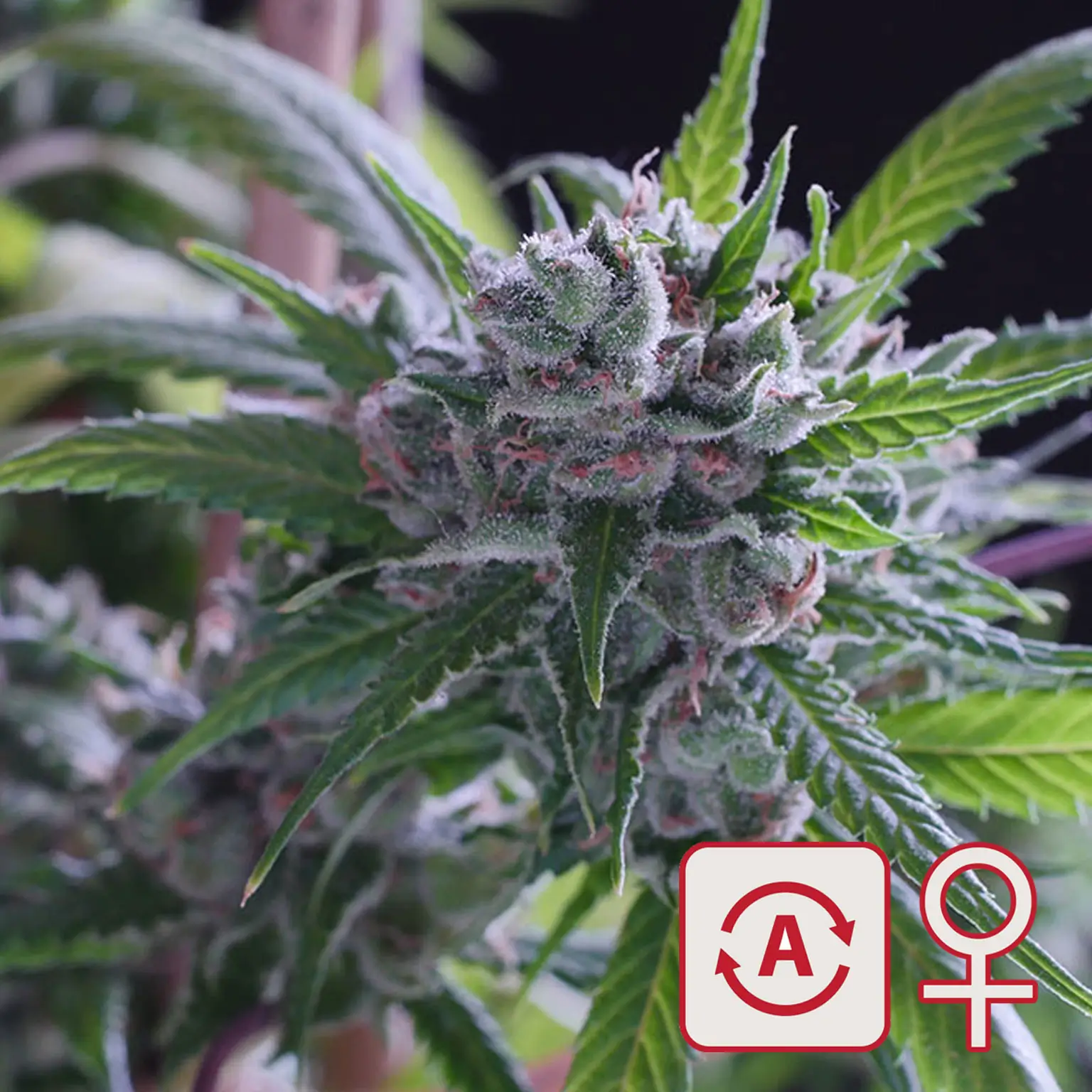 Space Mango Auto Autoflower – Alchimia Grow Shop