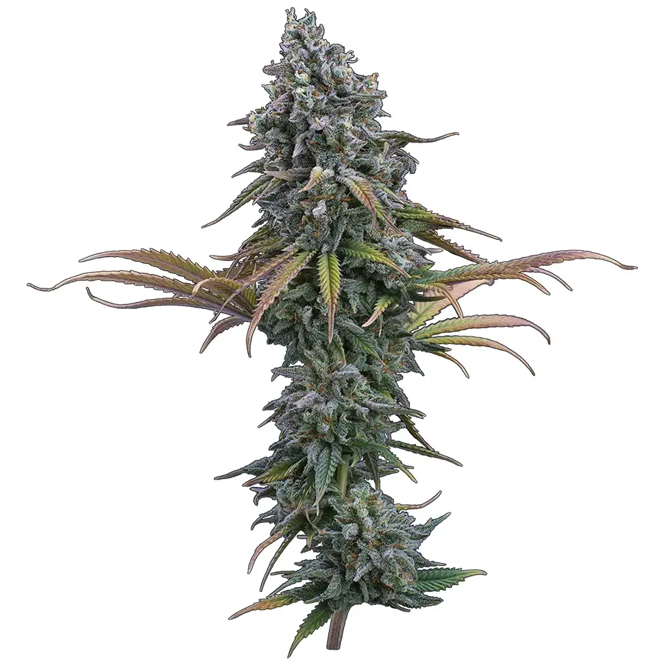 Space Queen Feminized – Alchimia Grow Shop