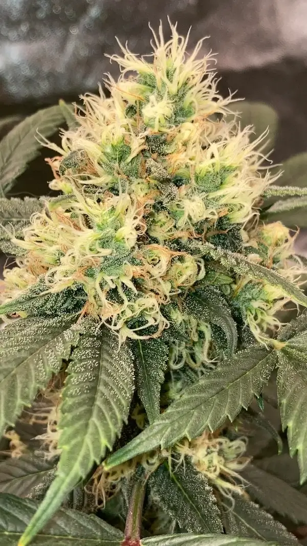 Spice Regular – Alchimia Grow Shop