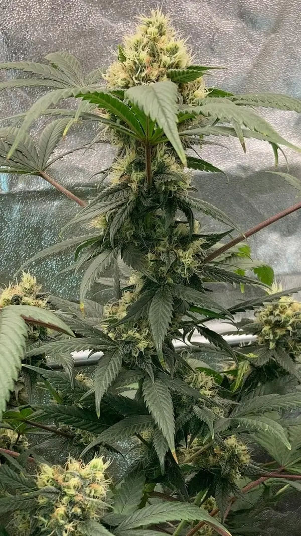 Spice Regular – Alchimia Grow Shop