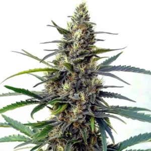 Star Killer Fast Version – Blimburn Seeds