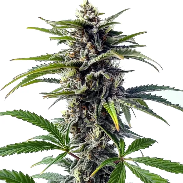 Star Killer Regular – Blimburn Seeds