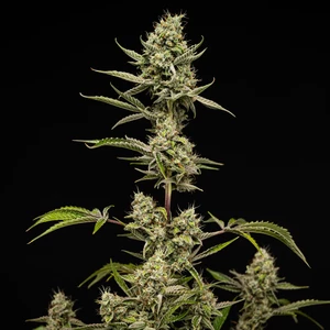 Sticky Queen Auto – Royal Queen Seeds