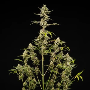 Sticky Queen Auto – Royal Queen Seeds