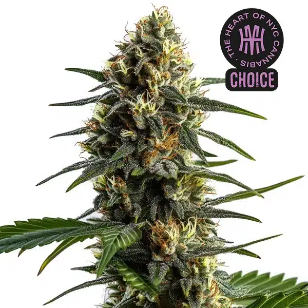 Stoned Panda HMC Edition – Blimburn Seeds