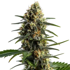Stoned Panda – Blimburn Seeds