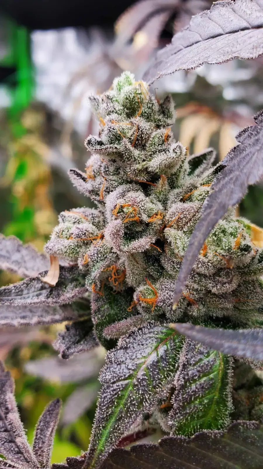 Strawzilla Feminized – Alchimia Grow Shop