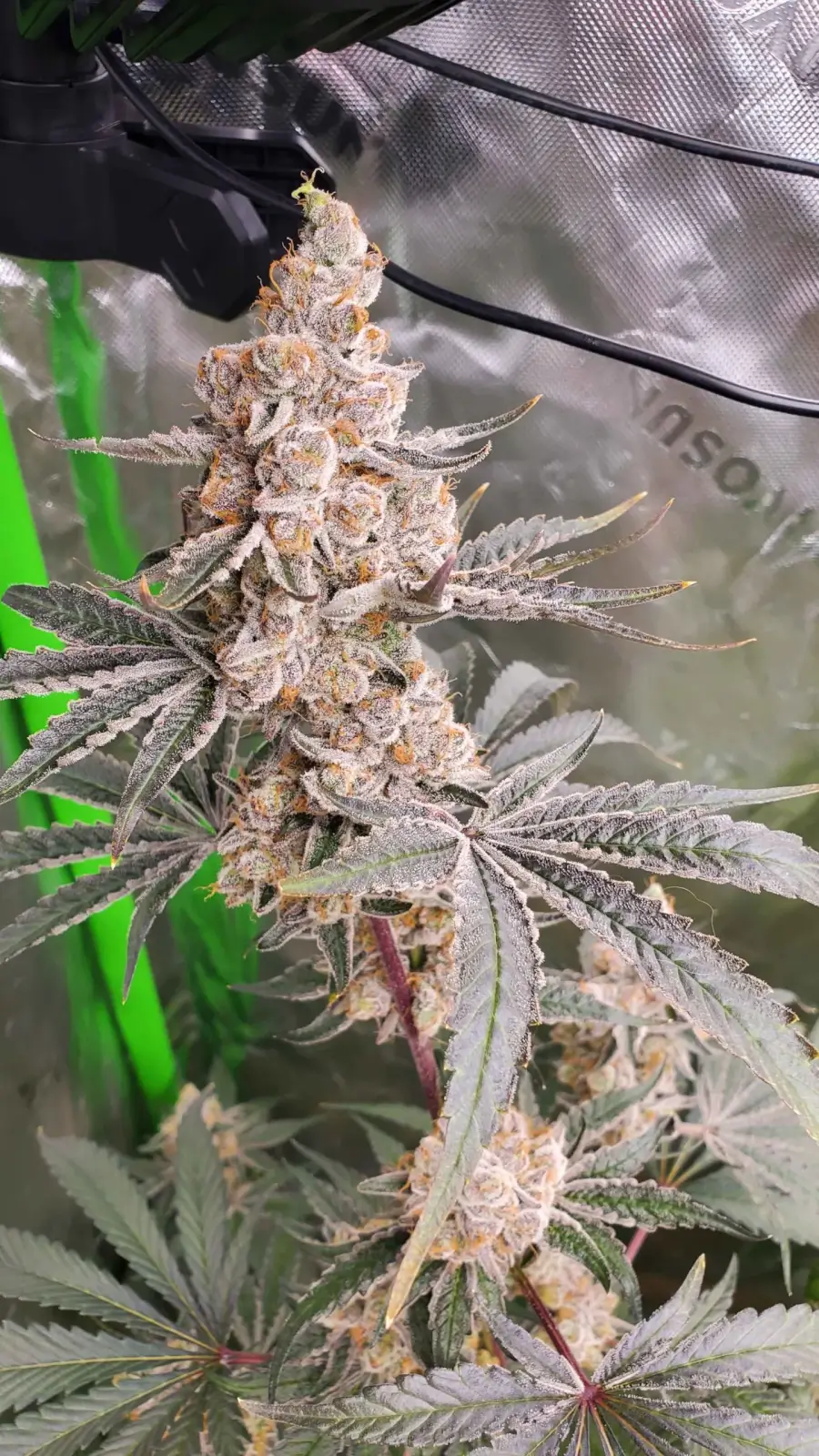 Strawzilla Feminized – Alchimia Grow Shop