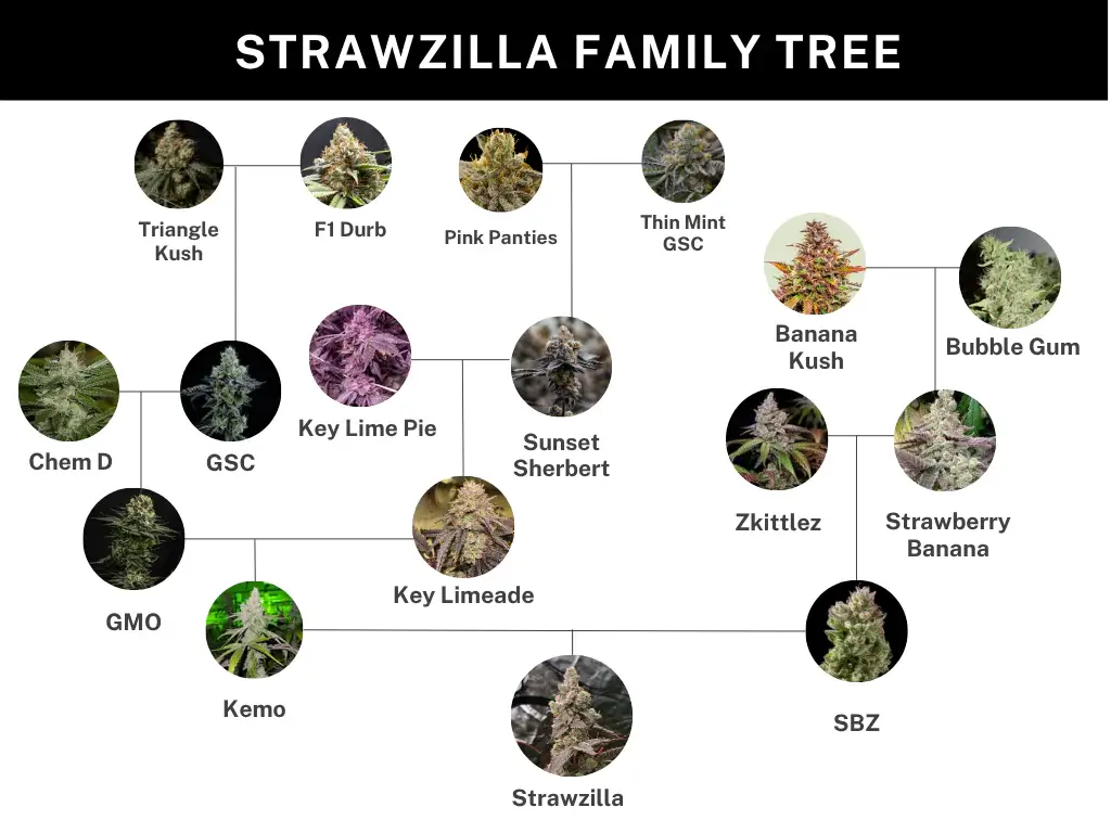 Strawzilla Feminized – Alchimia Grow Shop
